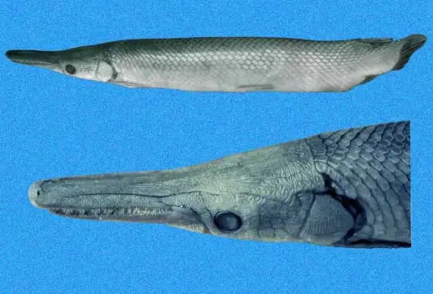 Cook Snap von kochcode-import