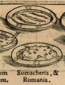Foto von Rummaniyeh (Palästinensischer Linsen-Auberginen-Eintopf) – fertig angerichtet