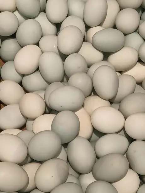 Foto von Traditionelle Chinesische Salzeier (Xian Ya Dan) – fertig angerichtet