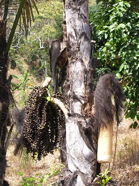 Wikipedia-Bild - Timor_palm_wine.jpg - Foto: Nick Hobgood - CC BY-SA 2.0
