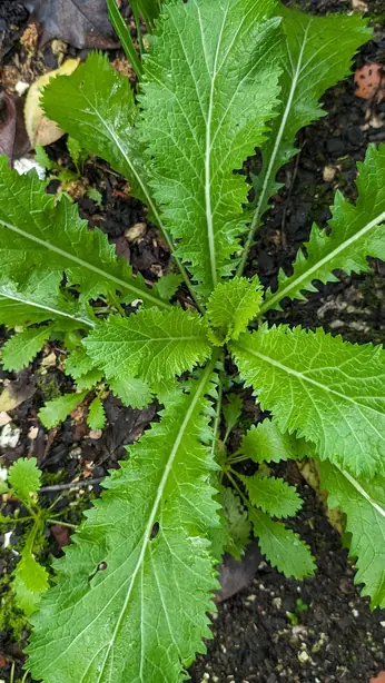 Cook Snap von kochcode-team