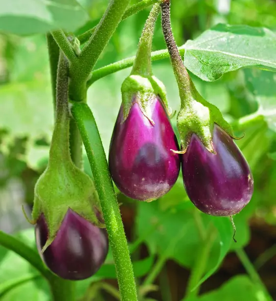 Cook Snap von kochcode-team