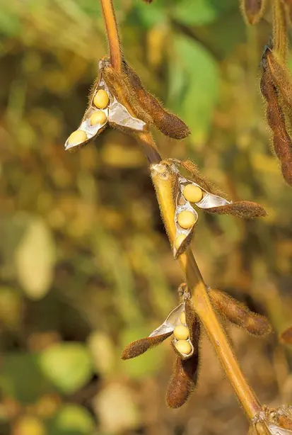 Foto von Japanischer Nattō mit Reis und Sojasauce – fertig angerichtet