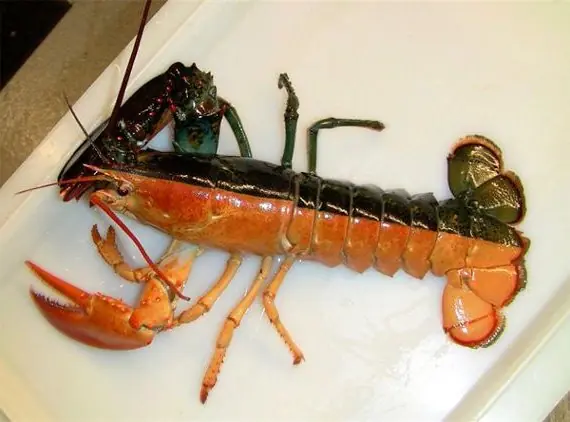 Split Lobster – Foto: Tv.Rule (CC BY-SA 4.0)