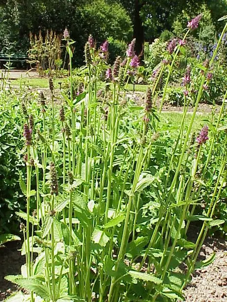 Foto von Gebratener Knollen-Ziest klassisch – fertig angerichtet