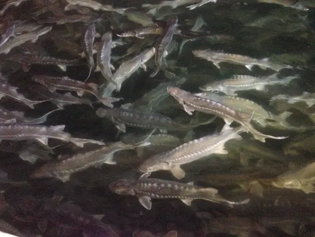 Cook Snap von kochcode-team