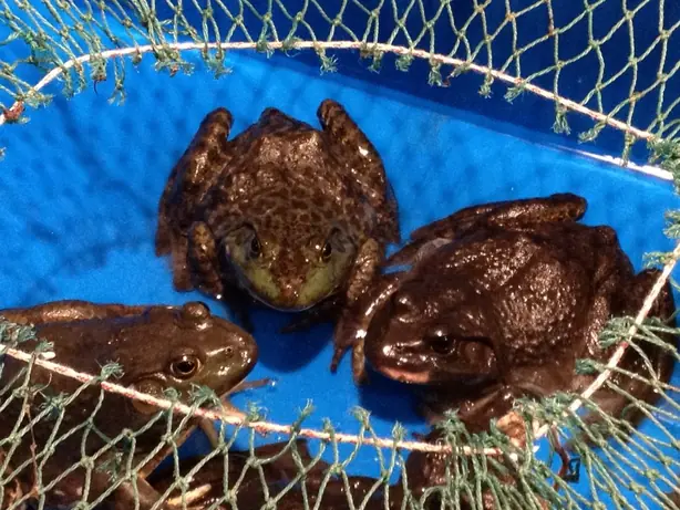 Cook Snap von kochcode-team