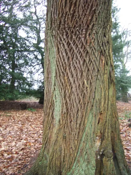 Cook Snap von kochcode-team