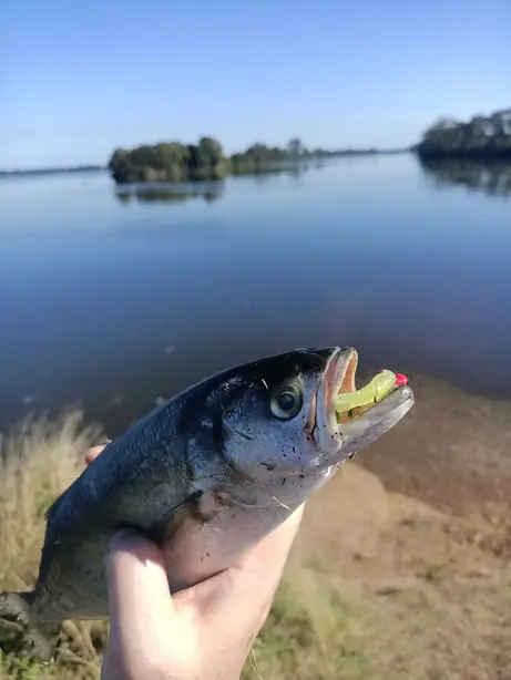 Cook Snap von kochcode-team