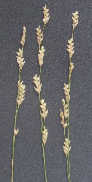 Cook Snap von kochcode-team