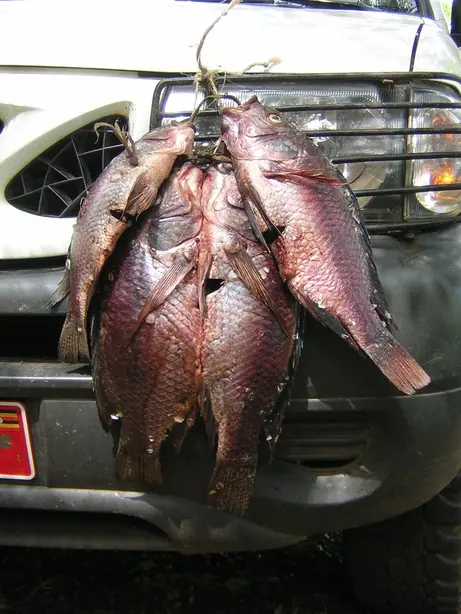 Cook Snap von kochcode-team