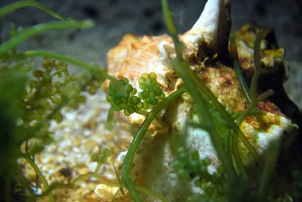 Cook Snap von kochcode-team