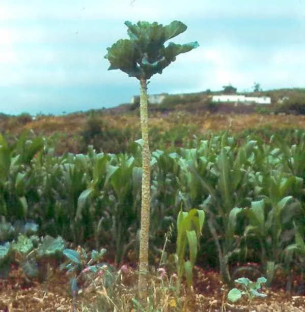 Cook Snap von kochcode-team