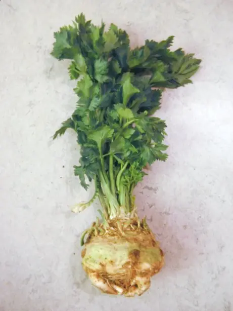 Cook Snap von kochcode-team