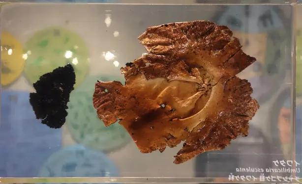 Foto von Japanischer Iwatake-Salat Sunomono – fertig angerichtet