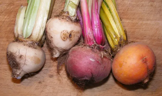 Cook Snap von kochcode-team