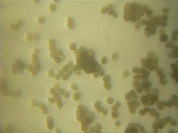 Cook Snap von kochcode-team