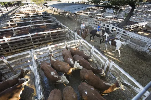 Vacas Liniers - 6053 – Foto: Jorge Royan (CC BY-SA 3.0)