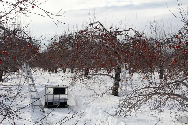 Cook Snap von kochcode-team