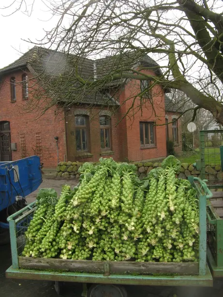 Cook Snap von kochcode-team