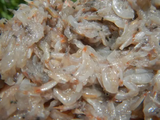 Cook Snap von kochcode-team