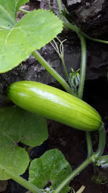 Cook Snap von kochcode-team