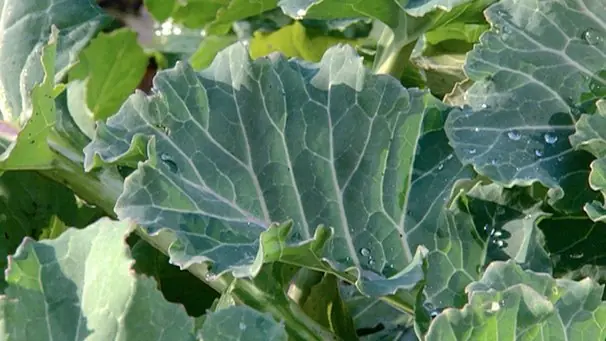 Cook Snap von kochcode-team