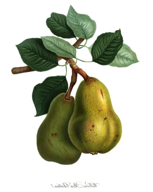 Cook Snap von kochcode-team