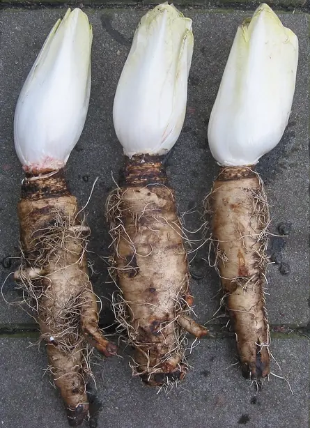 Cook Snap von kochcode-team