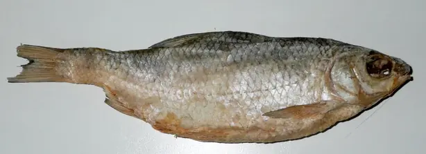 Cook Snap von kochcode-team