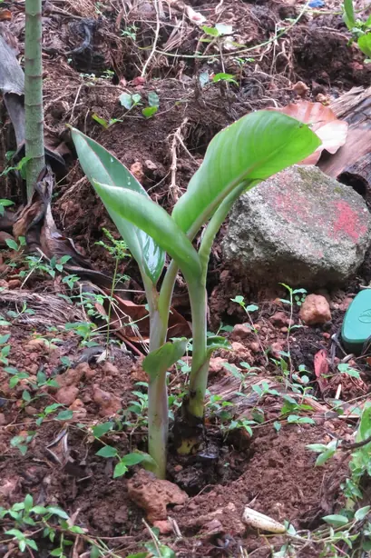 Cook Snap von kochcode-team