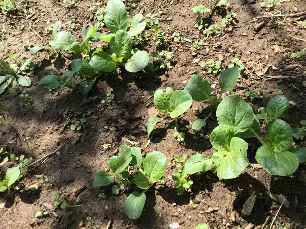 Foto von Gebratener Bok Choy asiatisch – fertig angerichtet