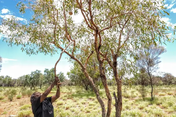 Cook Snap von kochcode-team