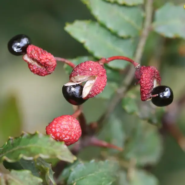 Cook Snap von kochcode-team